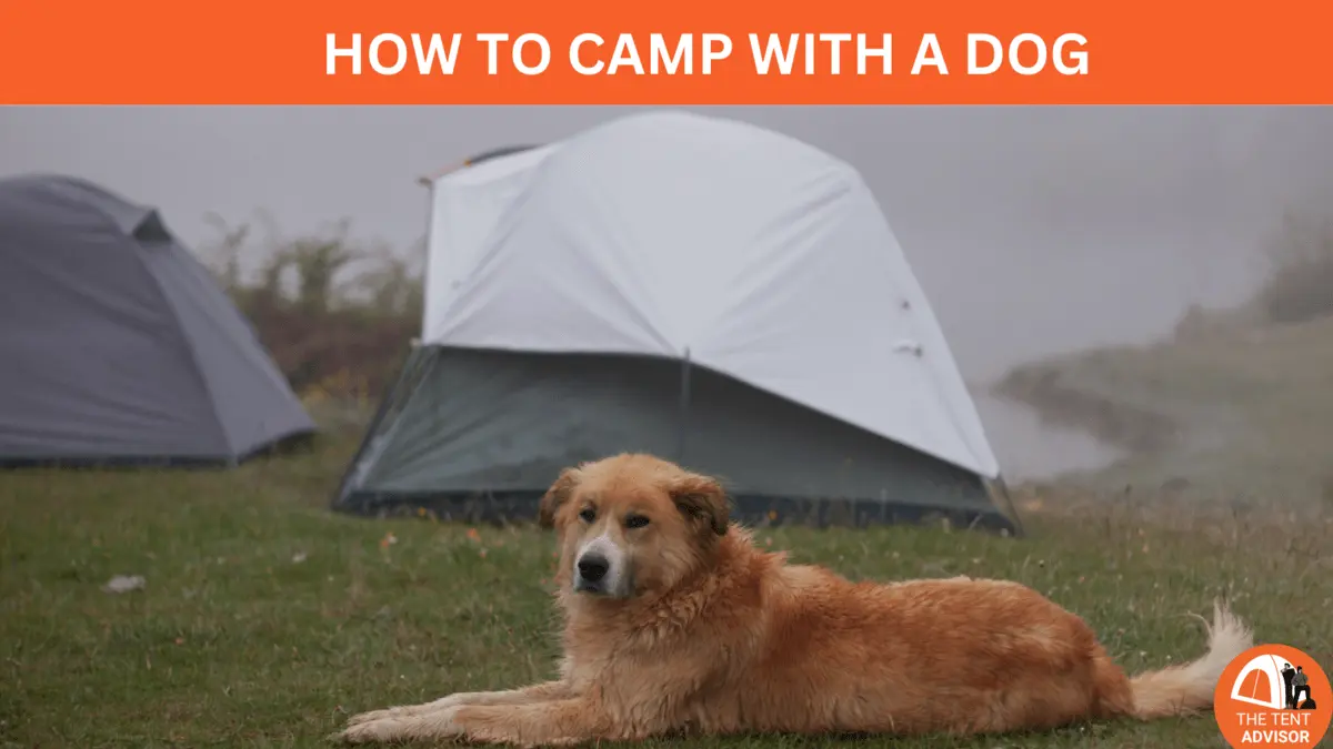 How to camp with a dog
